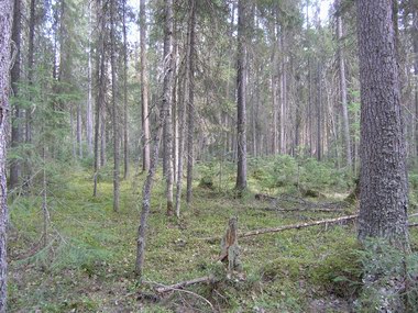 Ляли-2004